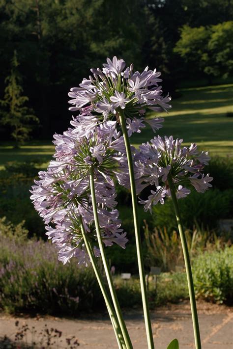 schmucklilien pflegezeitraum.